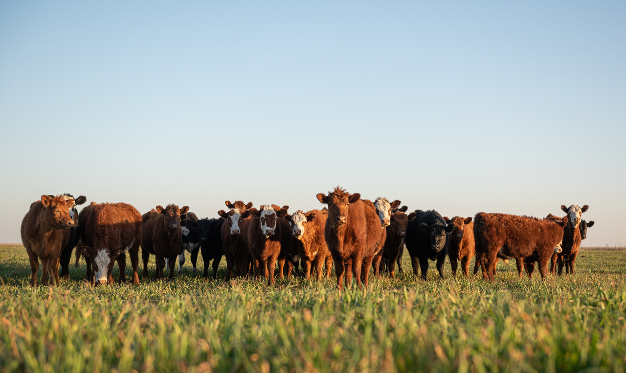 Livestock Tax Deferral - Prescribed Drought Regions for 2022 Announced