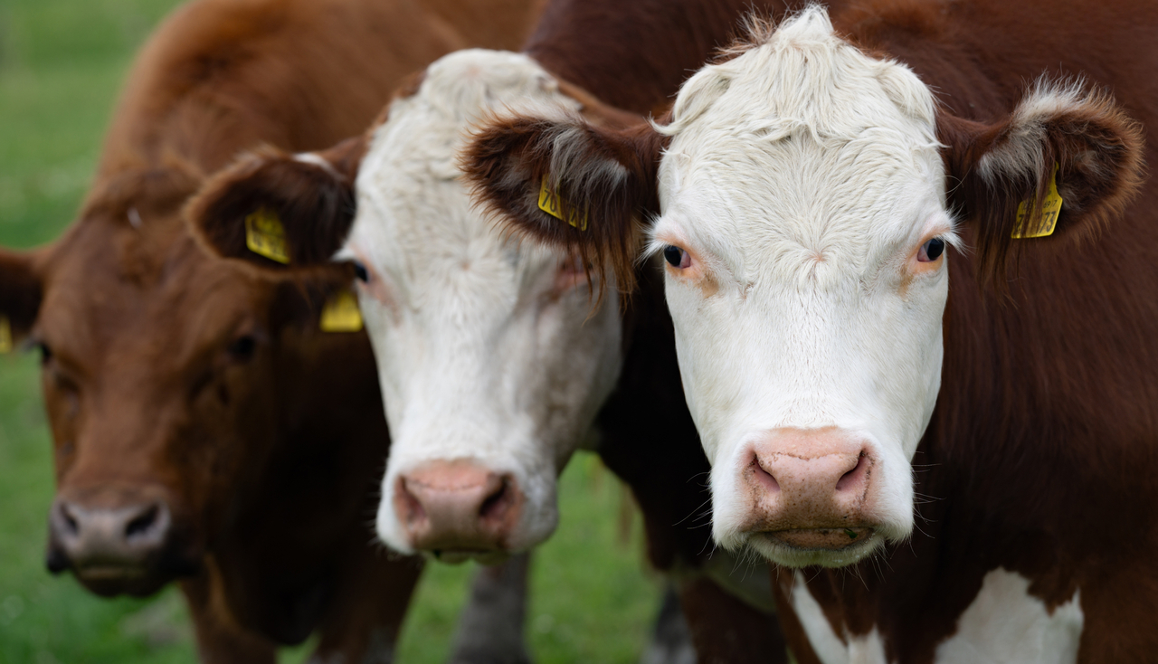 Livestock Tax Deferral – Prescribed Drought Regions for 2026 Announced