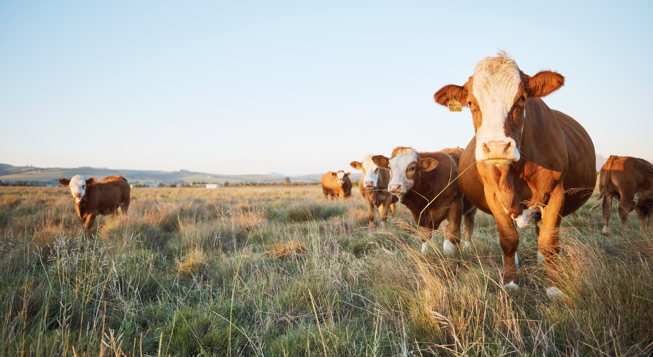 2025 Resilient Agricultural Landscape Program (RALP)